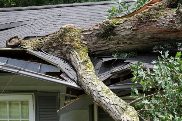 Storm Remediation in Jackson
